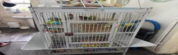 Lovebirds birds for sale: Pair of lovebirds for sale - Advert 7