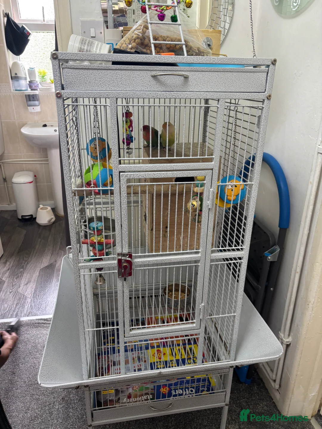 Lovebirds birds for sale: Pair of lovebirds for sale - Advert 7