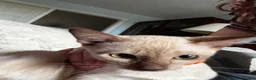 Tonkinese cats for sale: Adorable, Tonkinese kittens.   - Advert 1