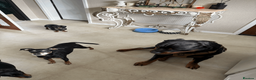 Rottweiler dogs for sale: Exceptional Male Rottweiler // Family Companion - Advert 6