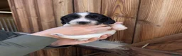 English Springer Spaniel dogs for sale: FTAW Springer Spaniel Puppies - Advert 10