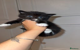 Mixed Breed cats for sale: Kittens  - Image 4