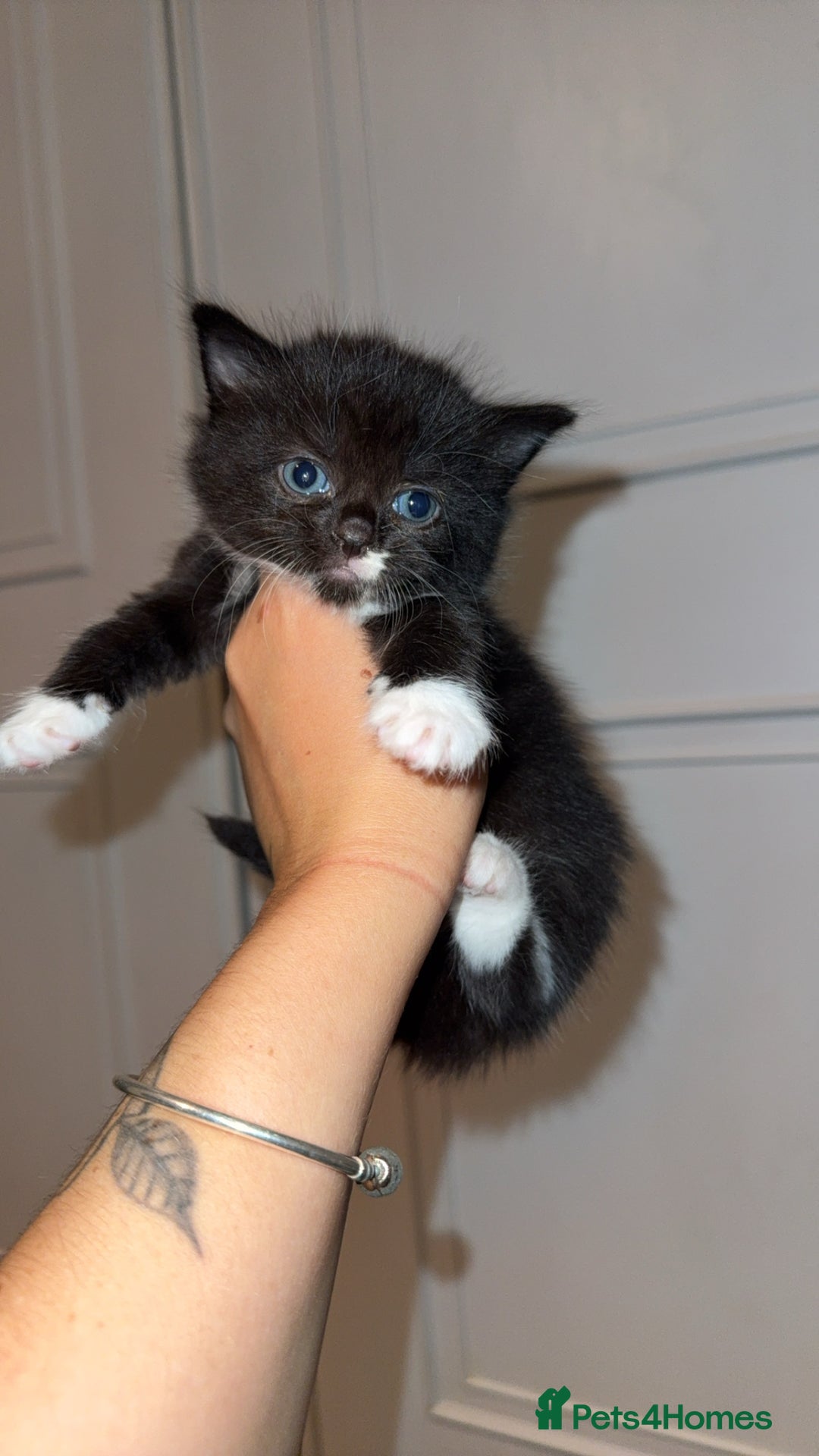 Mixed Breed cats for sale: Kittens  - Image 4