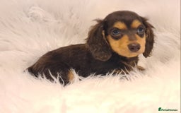 Miniature Dachshund dogs for sale: KC Daxi's health tested parents.READY - Image 21