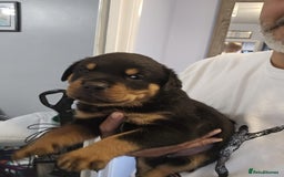 Rottweiler dogs for sale: Rottweiler puppies  - Image 29