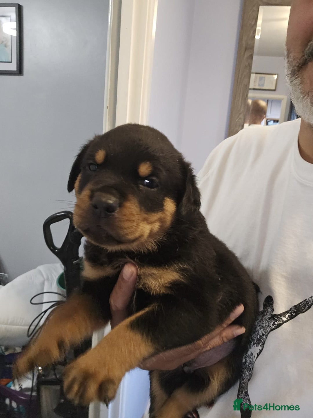Rottweiler dogs for sale: Rottweiler puppies  - Image 29