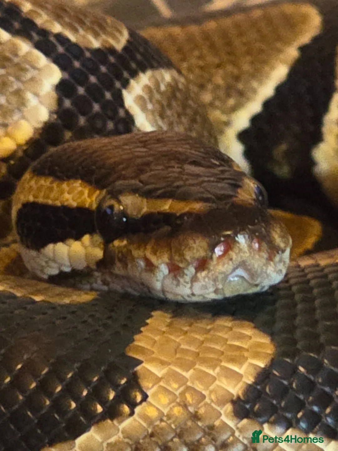 Corn Snake reptiles for sale: Ball python looking for new home - Advert 3
