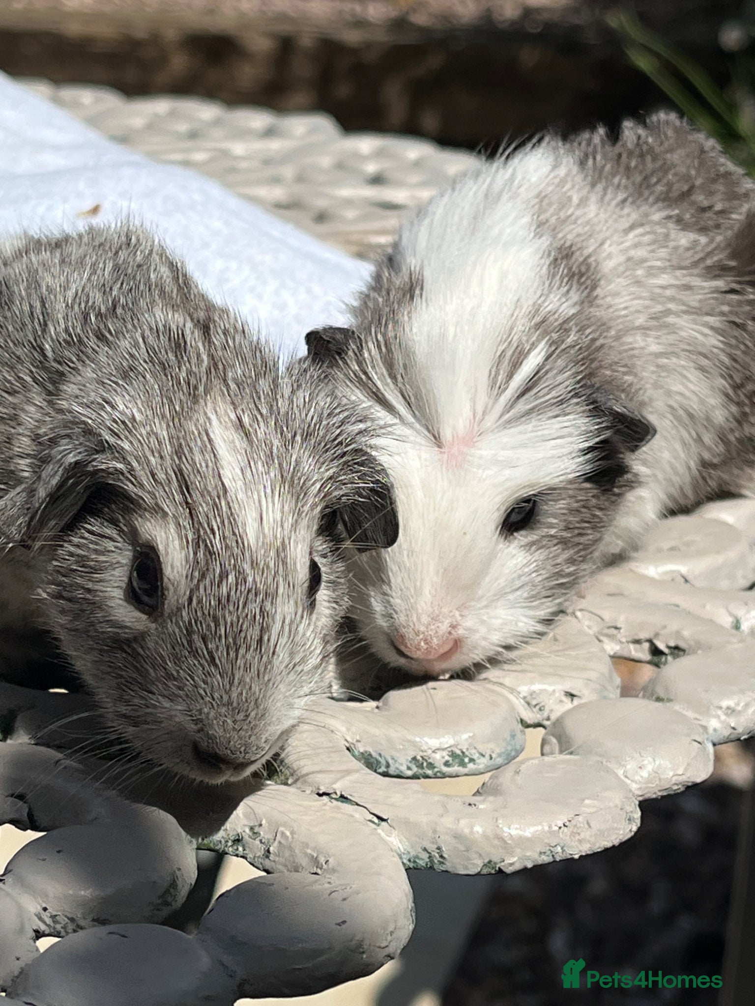 Guinea Pig rodents Guinea pig babies . Mixed breeds  - Advert 11