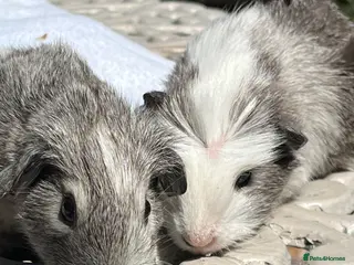 Guinea Pig rodents Guinea pig babies . Mixed breeds - Advert 11