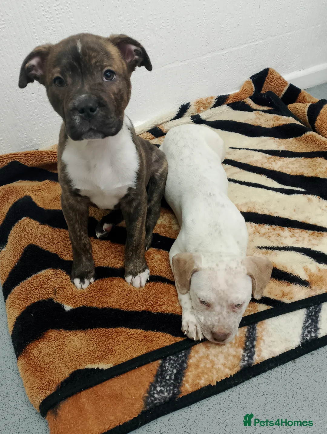 Mixed Breed dogs for sale: Dogs for sale in Bradford - Advert 7