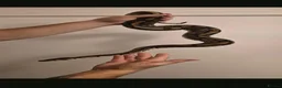 Python Snake reptiles for sale: 3 python snakes free to a good home - Advert 6