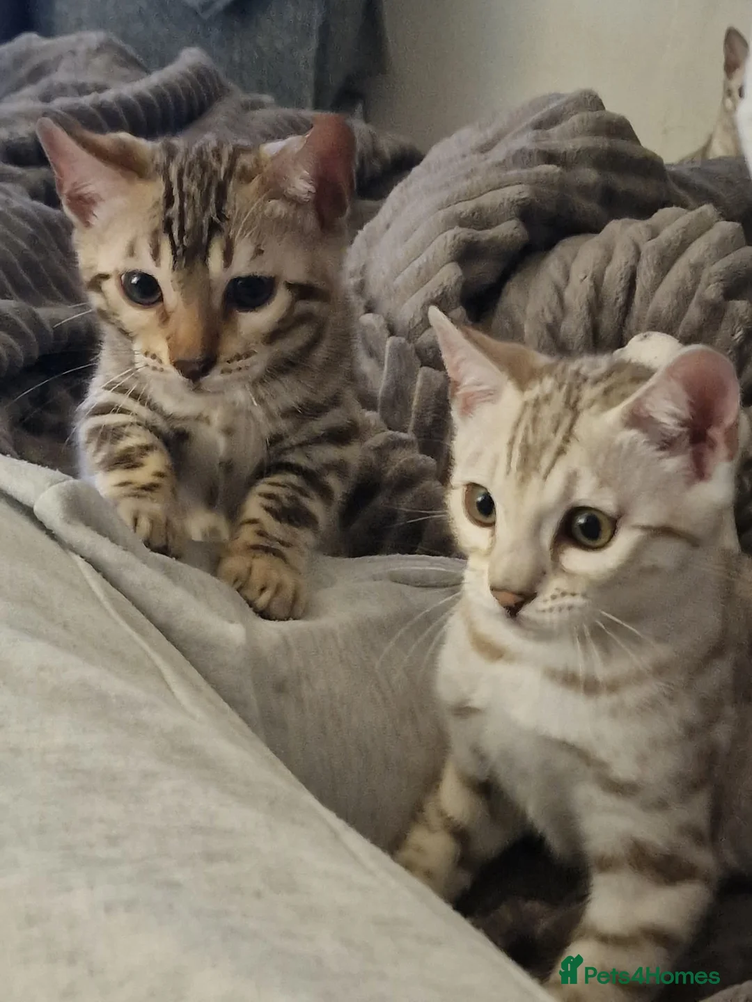Bengal cats for sale: Ready Now Tica Champion Kittens  - Advert 9