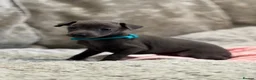 Italian Greyhound dogs for sale: 🏡 KC Italian greyhound puppies for sale 🏡 - Advert 31