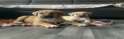Mixed Breed dogs for sale: Malinois x American bully in Consett - Advert 1