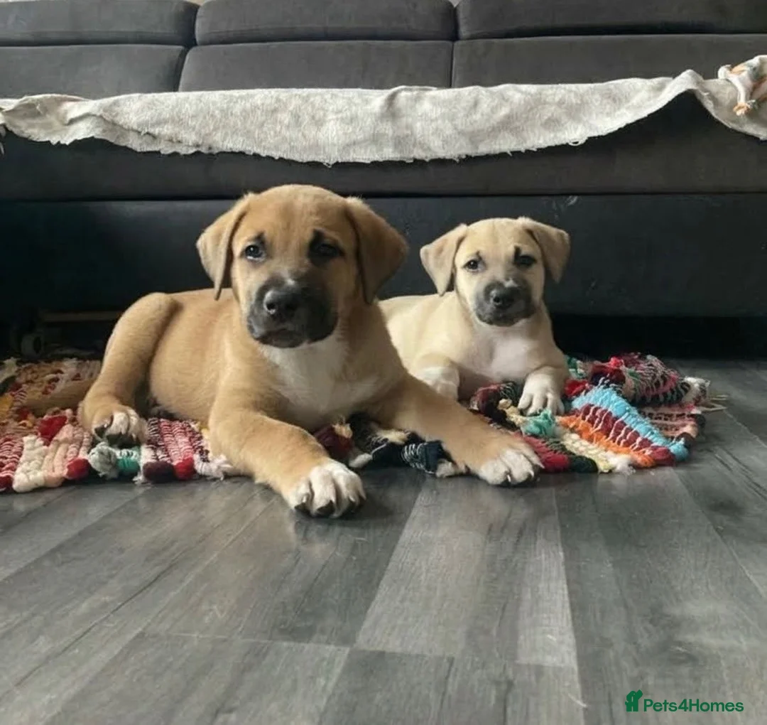 Mixed Breed dogs for sale: Malinois x American bully in Consett - Advert 1