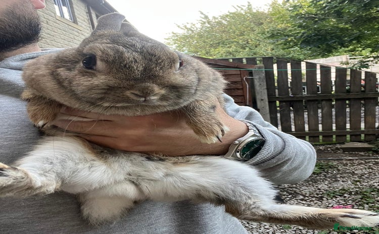 Netherland Dwarf rabbits - Advert 2