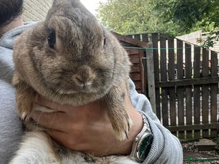 Netherland Dwarf rabbits - Advert 17