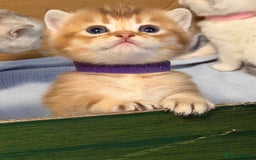 British Shorthair cats for sale: Stunning BSH golden silver kittens TICA - Image 15
