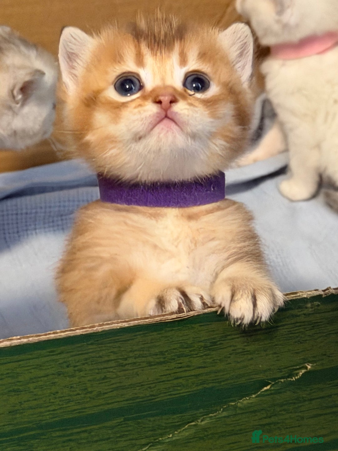 British Shorthair cats for sale: Stunning BSH golden silver kittens TICA - Image 15