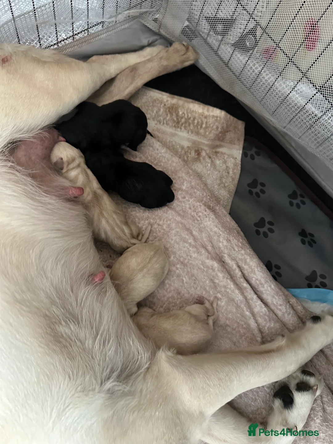 Goldador dogs for sale: Beautiful Goldador Pups  - Advert 21