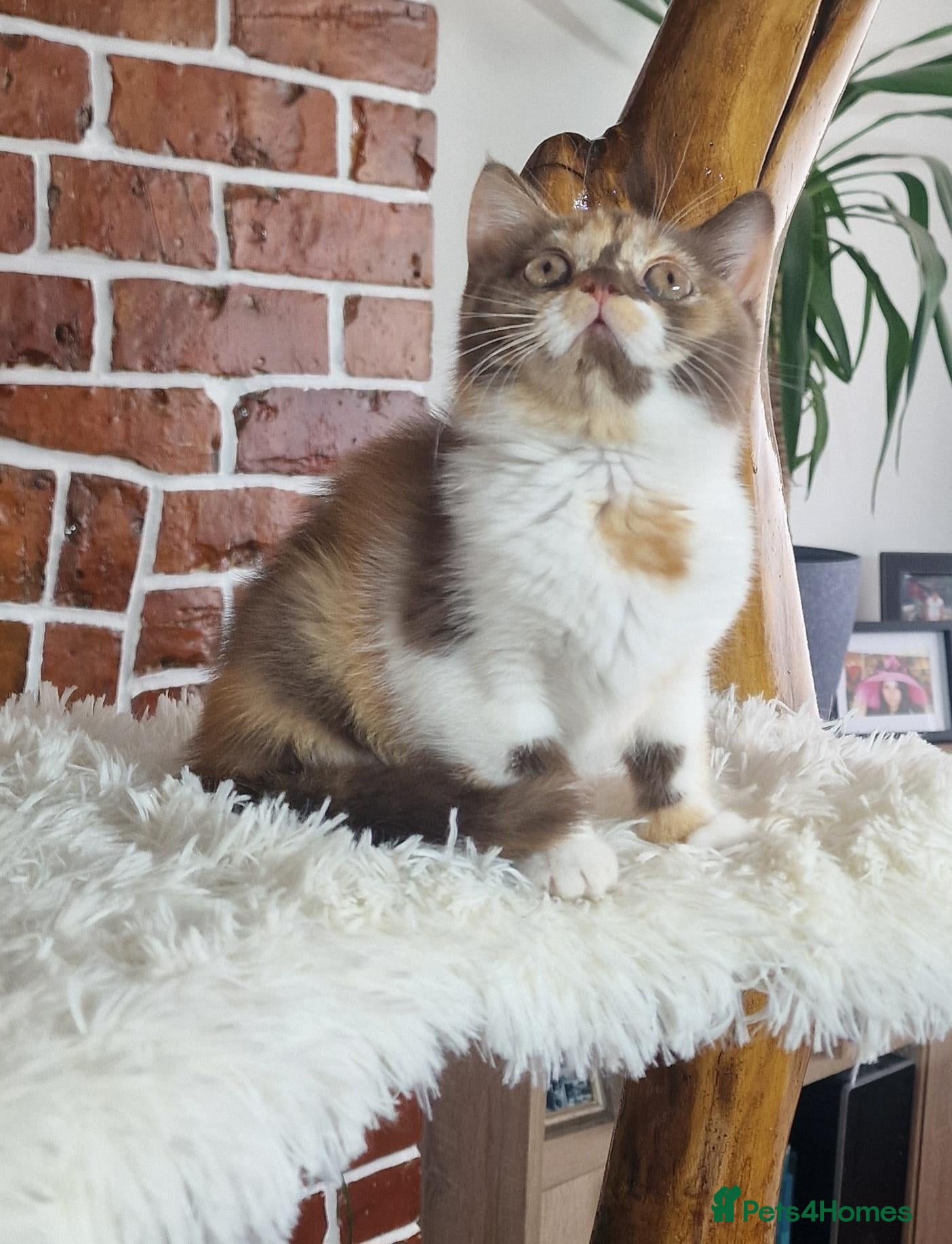 British Shorthair cats Tica Reg BritishShorthair Chocolate Tricolour Girl - Advert 2