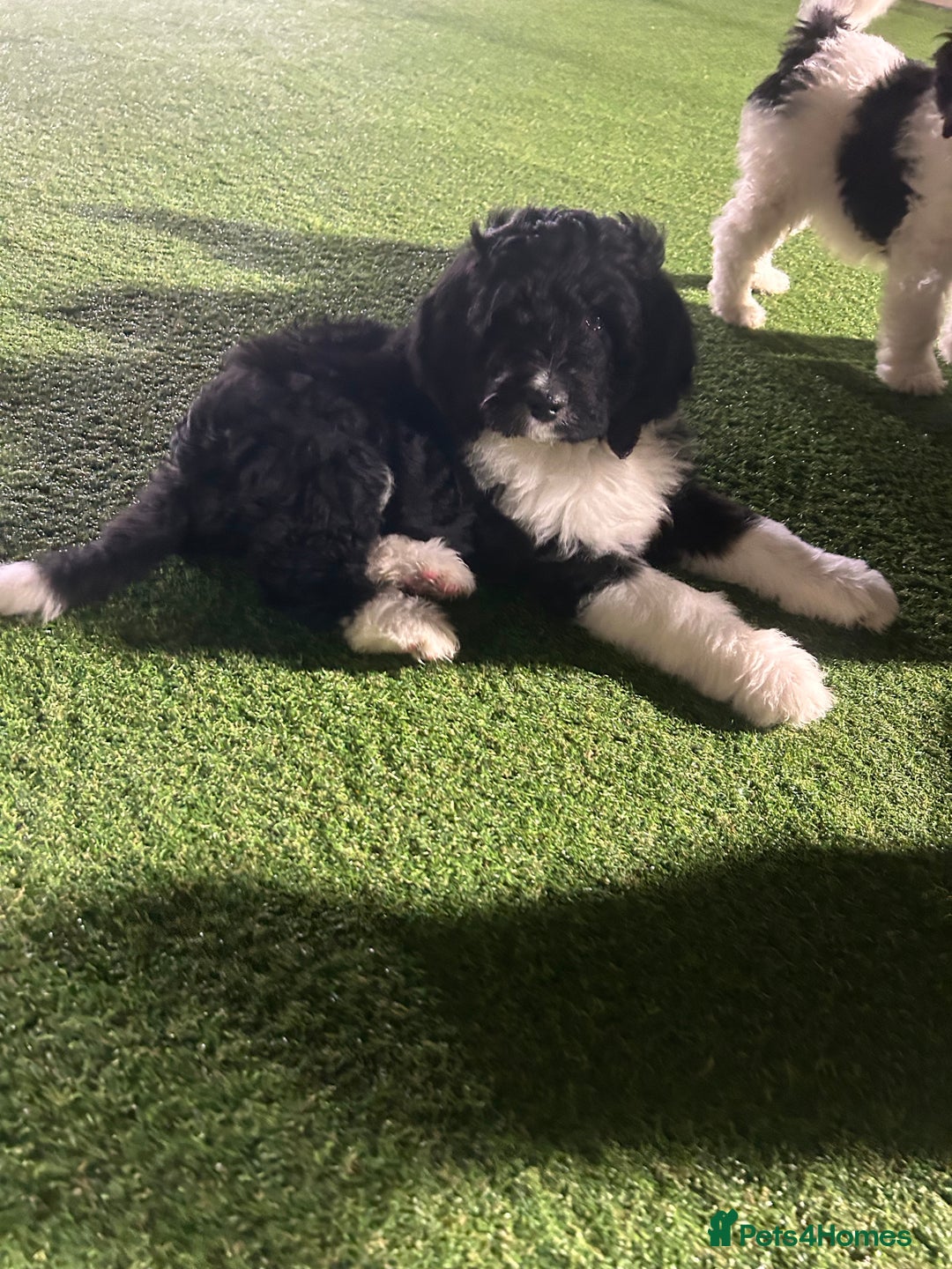 Bernedoodle dogs for sale: Tri-colour Bernedoodle  puppies  - Advert 17