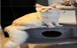 Maine Coon cats for stud: Red silver mackerel tabby Maine Coon for stud - Image 1