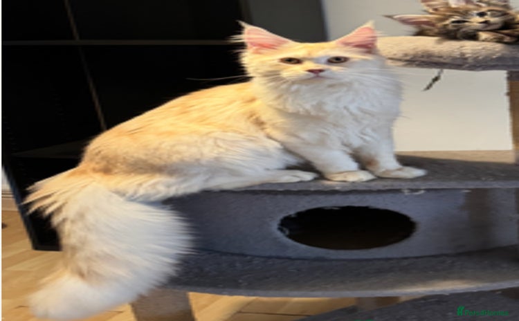 Maine Coon cats - Advert 13