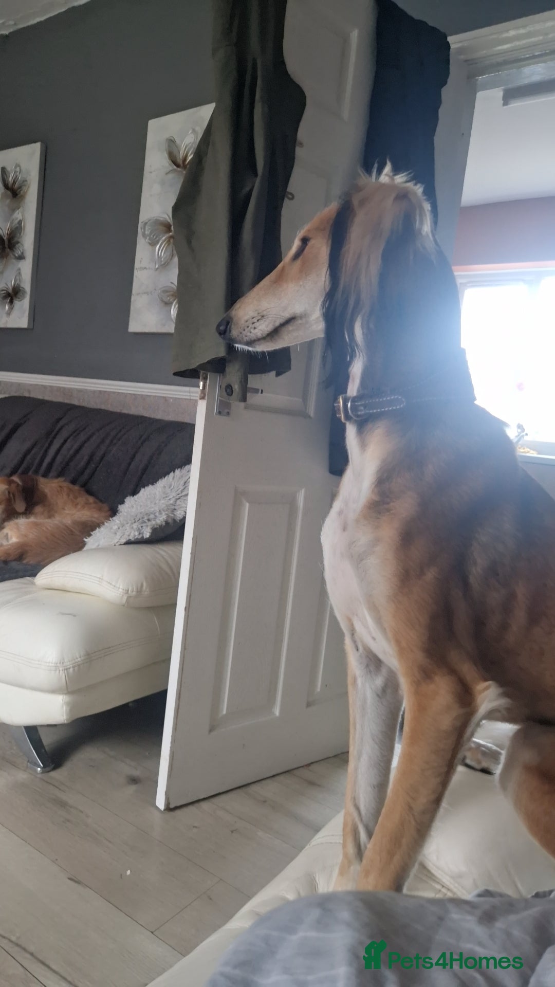 Saluki dogs for sale: 3 year old saluki girl - Image 8