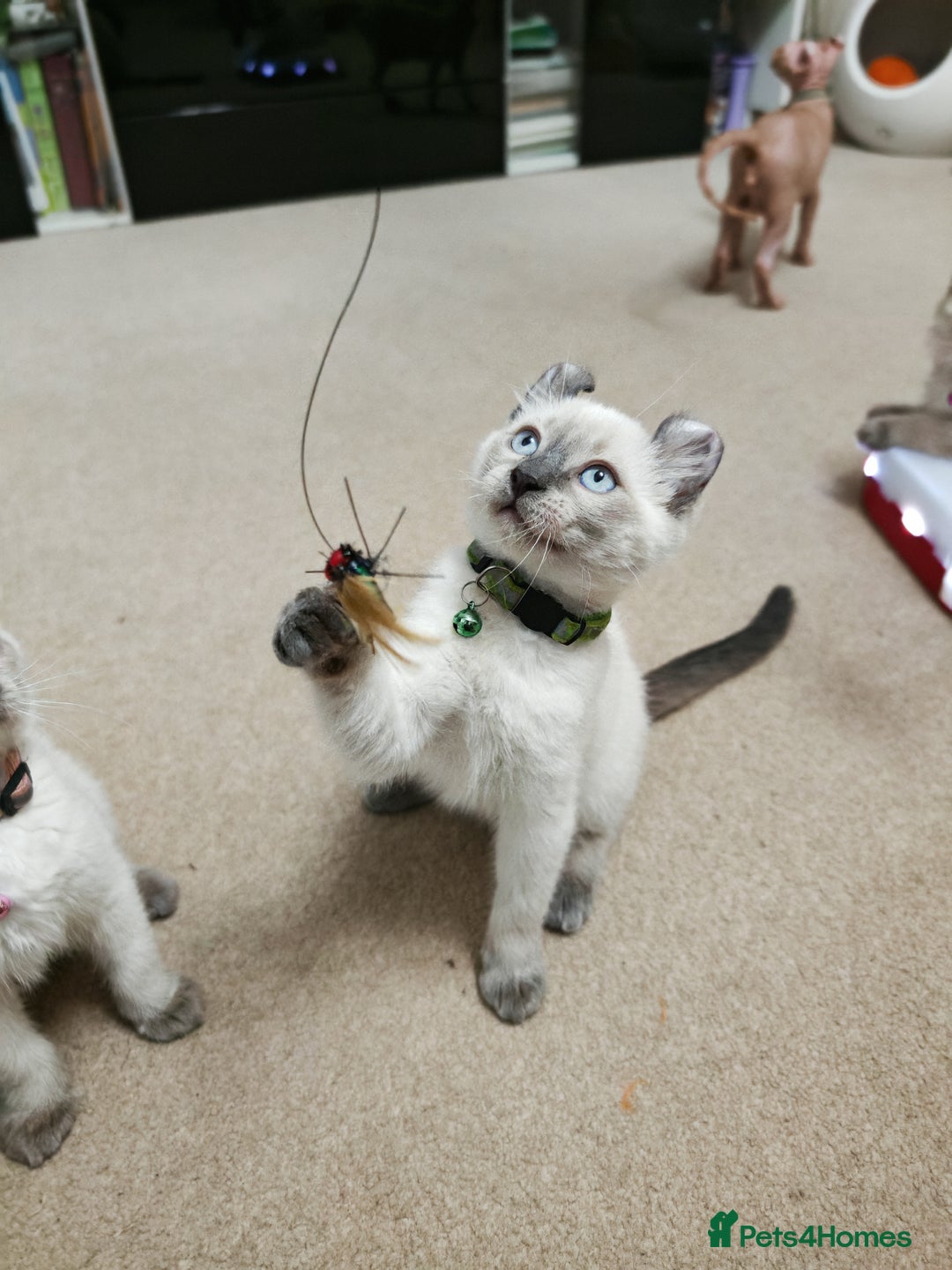 American Curl cats for sale: RARE, Unique, Affectionate American Curl Kittens!  - Advert 36