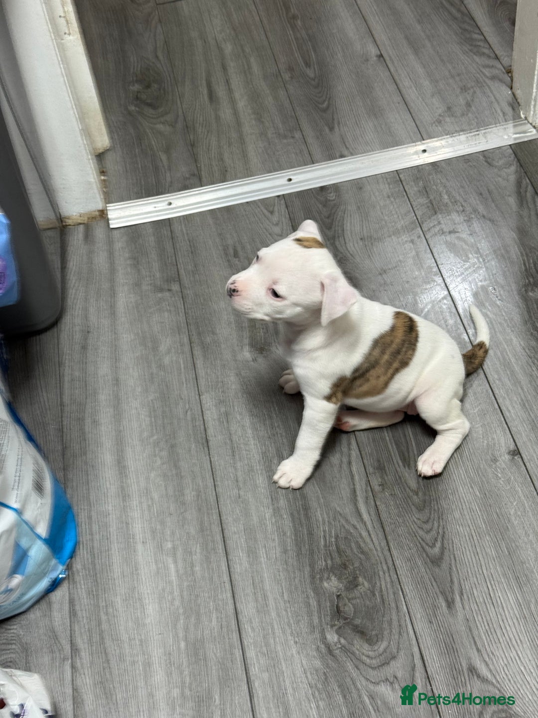 American Bulldog dogs for sale: American bulldog puppies - Advert 7