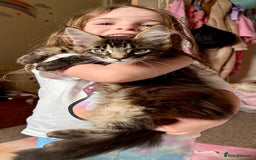 Maine Coon cats for sale: GCCF Maine Coon Kitten Stunning Girl Ready Now - Image 6