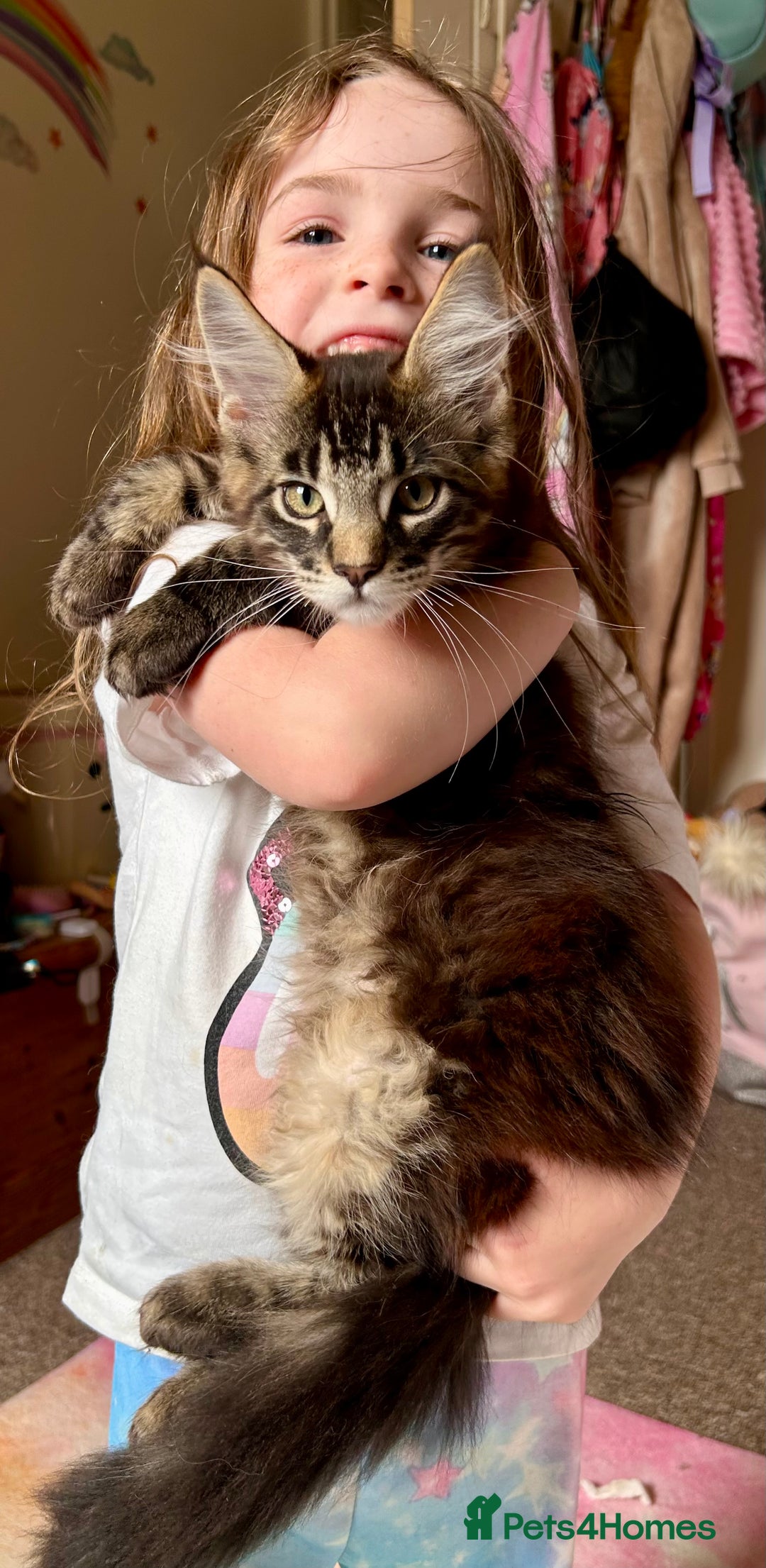 Maine Coon cats for sale: GCCF Maine Coon Kitten Stunning Girl Ready Now - Image 6