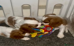Cavalier King Charles Spaniel dogs for sale: King Charles cavalier  in Arundel - Image 8