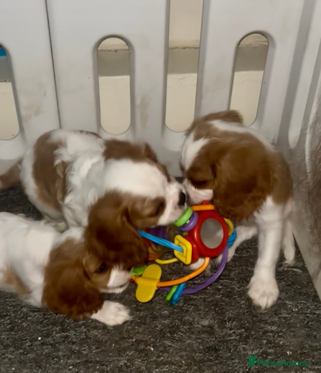 Cavalier King Charles Spaniel dogs for sale: King Charles cavalier  in Arundel - Image 8