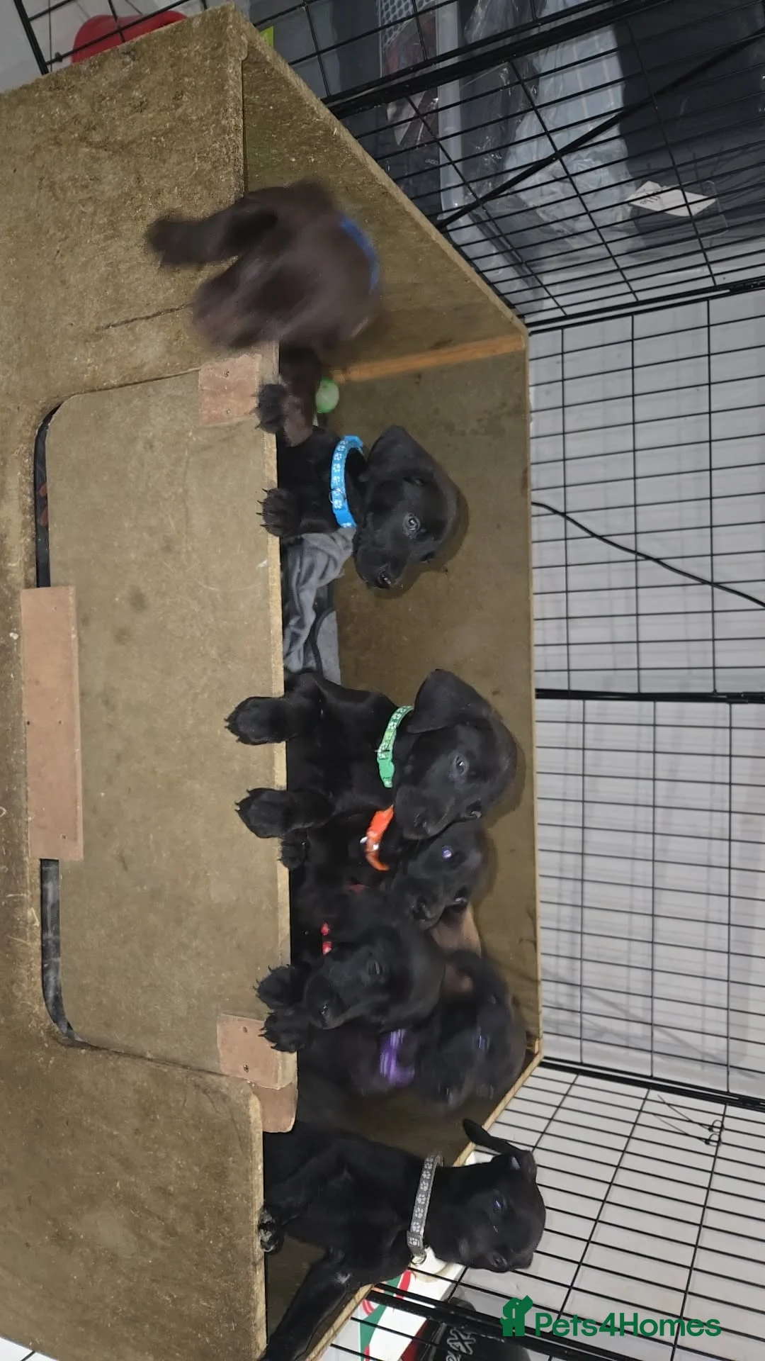 Mixed Breed dogs for sale: Doberman x Weimaraner Cross - Advert 18