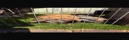 Mini Lop rabbits for sale: Mini lop eared female rabbits  in Alfreton - Advert 3