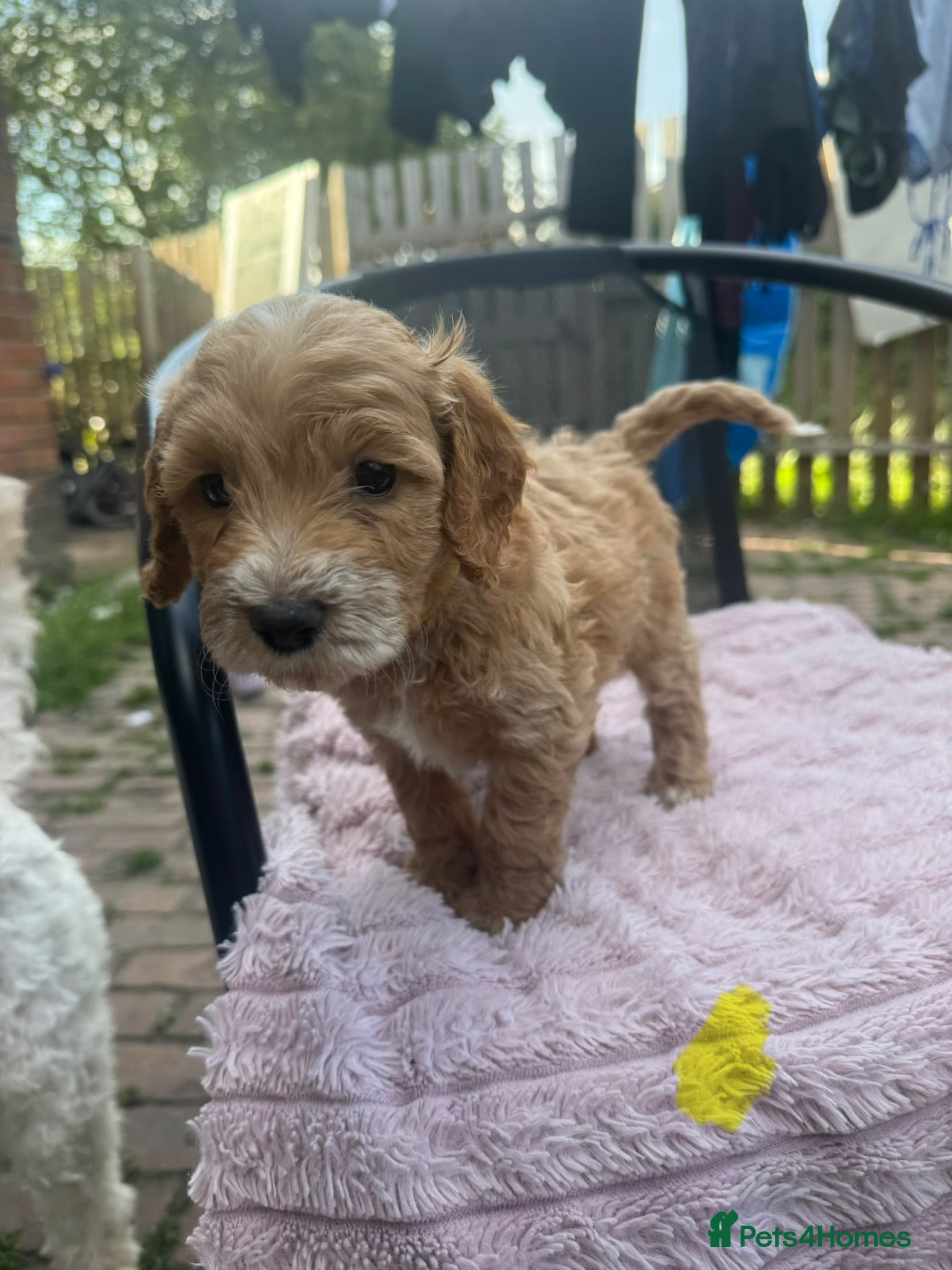 Cockapoo dogs 3 BOY COCKAPOO PUPPYS  - Advert 2