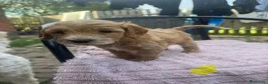 Cockapoo 1