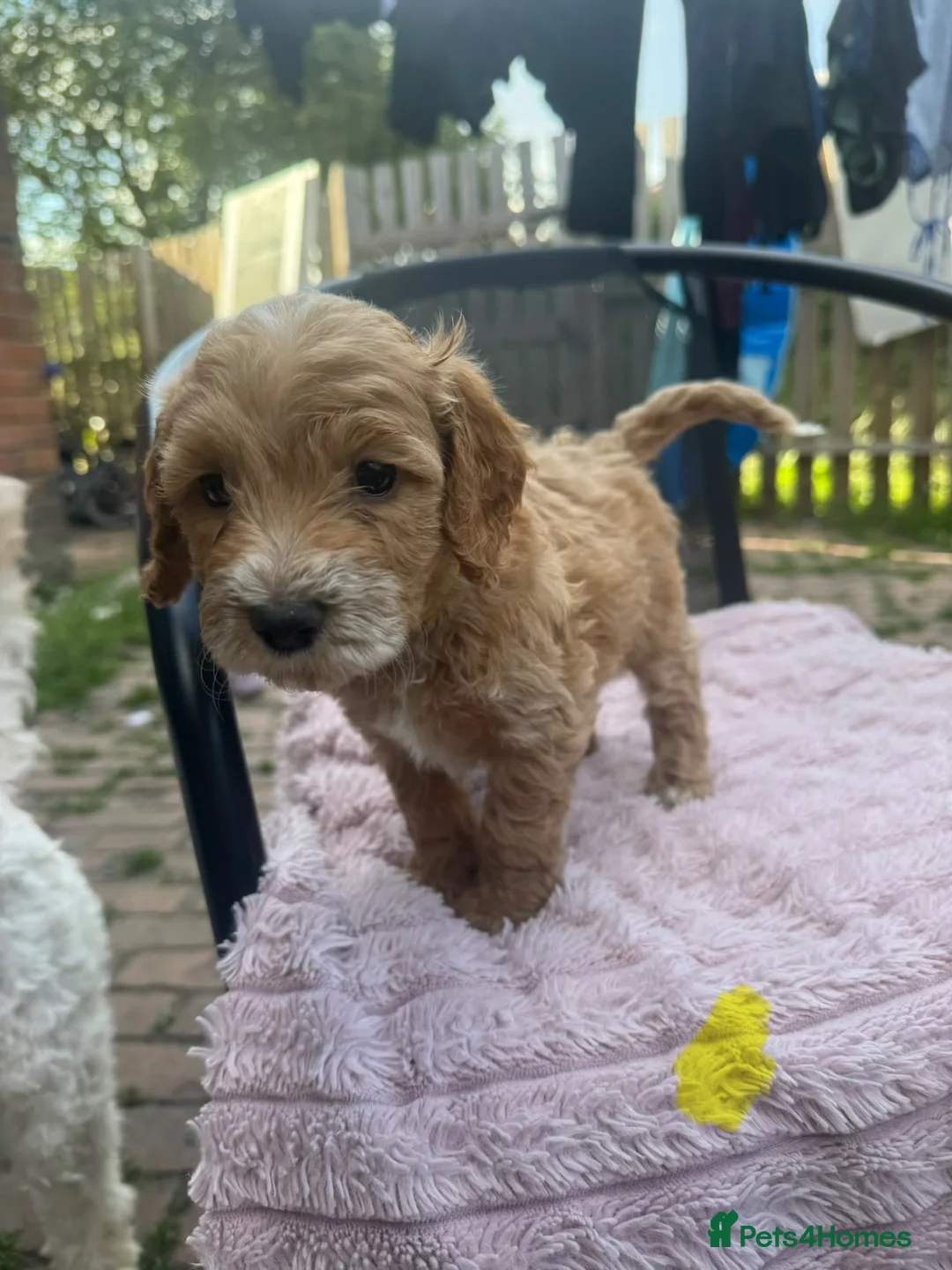 Cockapoo dogs for sale: 3 BOY COCKAPOO PUPPYS  in Barnsley - Advert 1