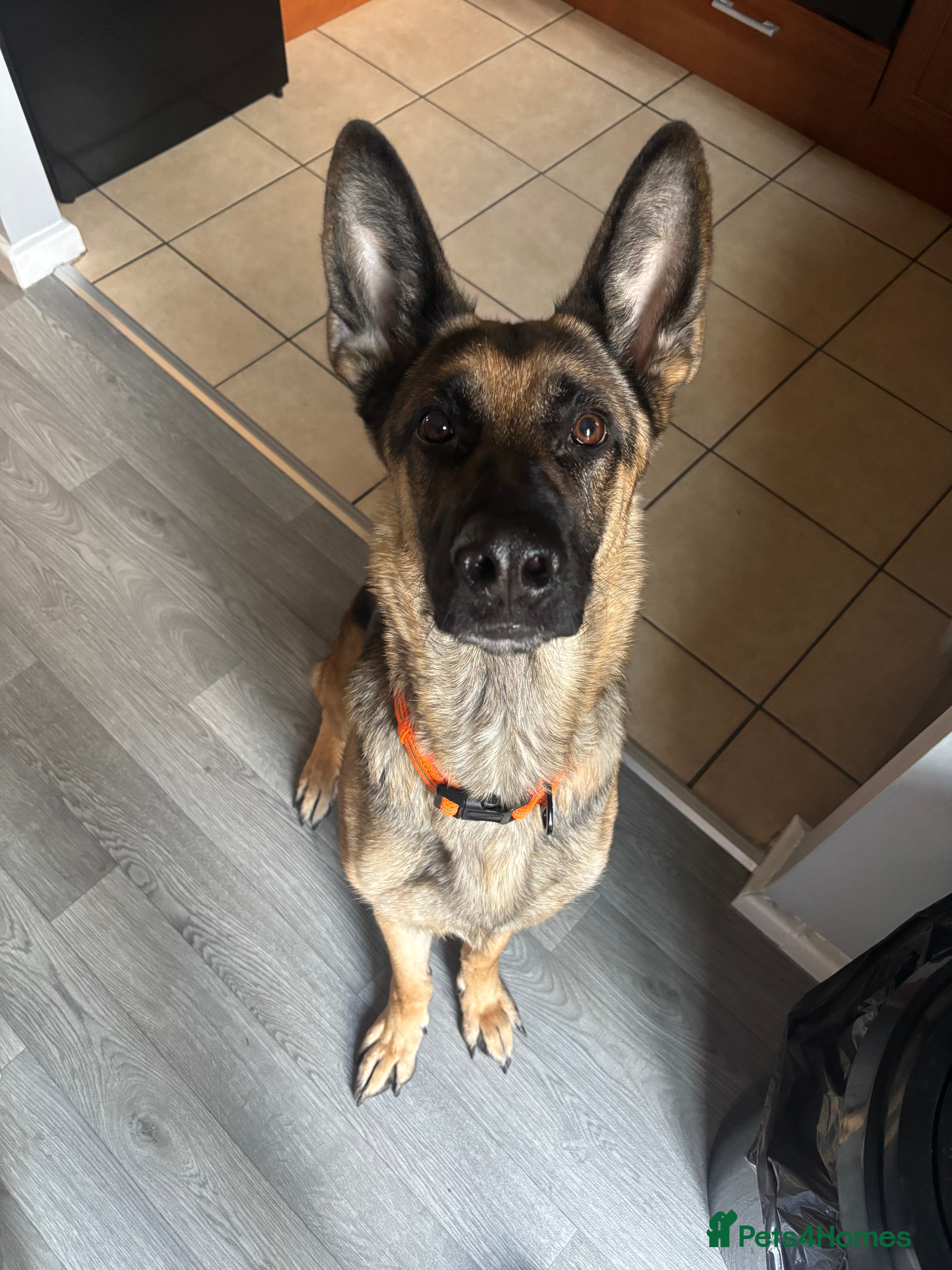 German Shepherd dogs Koda  - Advert 15