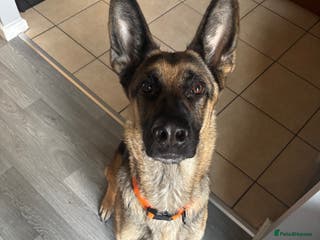 German Shepherd dogs Koda - Advert 18