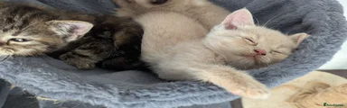 British Shorthair 1