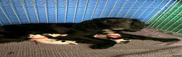 Cocker Spaniel dogs for sale: Working cocker spaniel puppies blue roan  - Advert 19