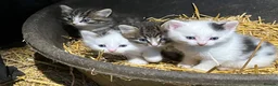 Mixed Breed cats for sale: Beautiful Kittens  - Advert 3