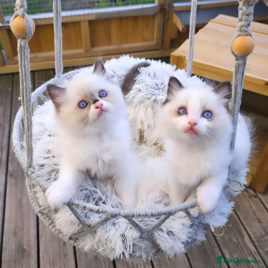 Ragdoll cats for sale: Beautiful Ragdoll Kittens Available - Advert 2