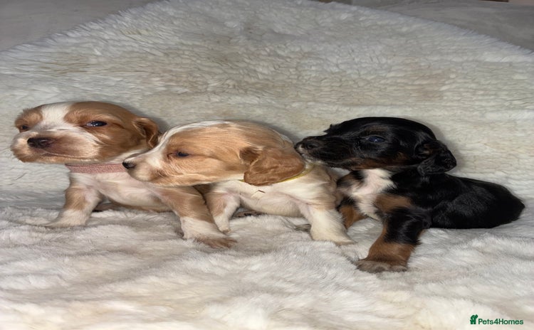 Cocker Spaniel dogs - Advert 13