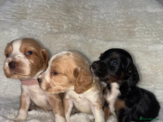 Cocker Spaniel dogs - Advert 19