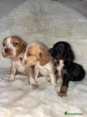 Cocker Spaniel dogs - Advert 13