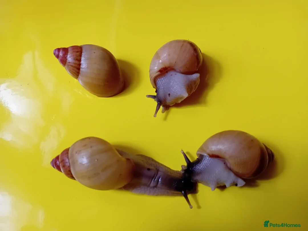 Snails invertebrates for sale: ZANZIBAR GIANT AFRICAN LAND SNAILS - Advert 1